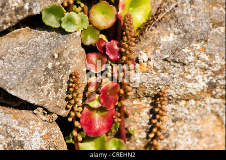 Ombilic rupestris, Mur ombelle ou Navelwort, en fleurs Banque D'Images