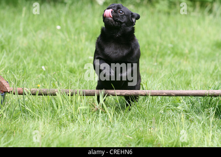 Le PUG (Canis lupus f. familiaris), sauter par dessus un obstacle de base dans le jardin Banque D'Images
