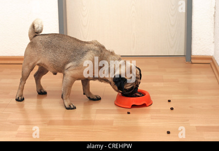 Le PUG (Canis lupus f. familiaris), homme, d'un an, l'alimentation Banque D'Images