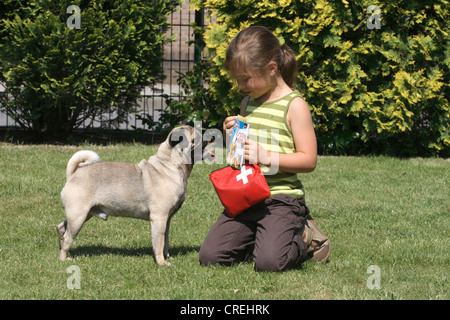 Le PUG (Canis lupus f. familiaris), mâle, 1 an, jouant dans le jardin avec une fille Banque D'Images