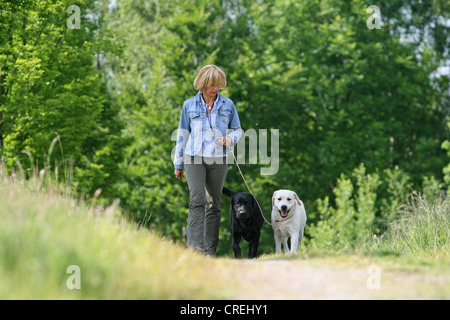 Labrador Retriever (Canis lupus f. familiaris), la femme à deux retrievers du Labrador sur une promenade dans le parc Banque D'Images