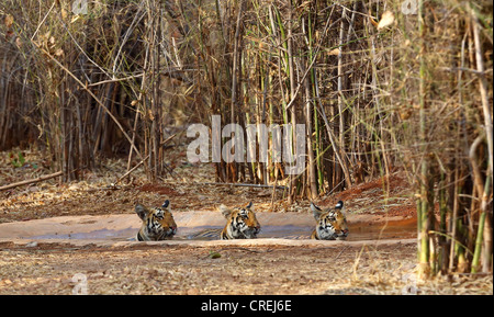 Trois tigres de ralentissement en eau dans la région de Tadoba jungle, Inde Banque D'Images