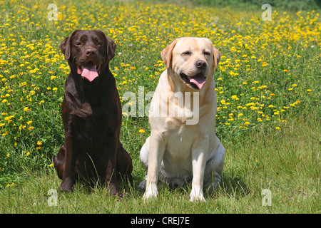 Labrador Retriever (Canis lupus f. familiaris), deux individus sur un pré Banque D'Images