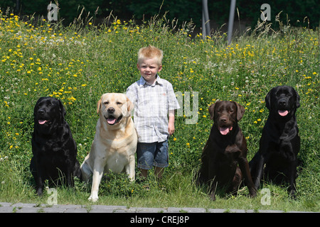 Labrador Retriever (Canis lupus f. familiaris), petit garçon avec quatre retrievers du Labrador en face de prairie en fleurs Banque D'Images