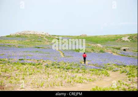 Homme marchant à travers les jacinthes sur l'île de Skomer, au Pays de Galles Banque D'Images