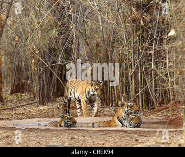 Tigresse avec trois oursons de ralentissement en eau dans la région de Tadoba jungle, Inde Banque D'Images