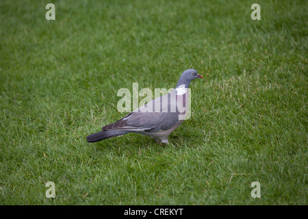 Pigeon sur l’herbe Banque D'Images