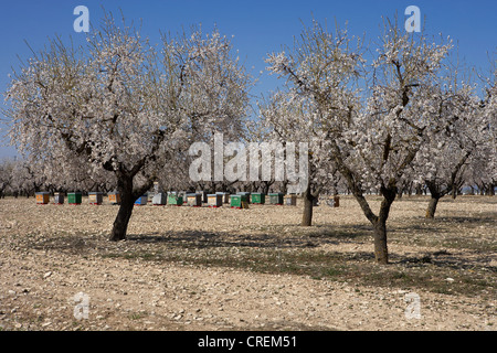 Le Rucher sous les amandiers en fleurs au printemps Banque D'Images