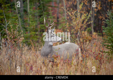 Le cerf mulet (Odocoileus hemionus) mâle, homme, se nourrissant d'églantier, Territoire du Yukon, Canada Banque D'Images