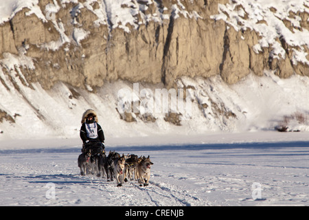 L'exécution de chiens, chiens de traîneaux, mushing, Alaskan Huskies au le début de la Yukon Quest 1000 kilomètres sur l'International Sled Dog Race 2011 Banque D'Images