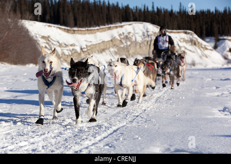 L'exécution de chiens, chiens de traîneaux, mushing, Alaskan Huskies au le début de la Yukon Quest 1000 kilomètres sur l'International Sled Dog Race 2011 Banque D'Images