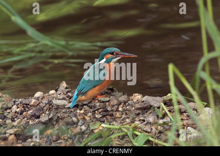 River Kingfisher (Alcedo atthis), femme assise sur une rivière avec des pierres, de l'Allemagne, la Bavière Banque D'Images