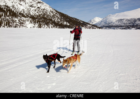 Le skijoring femme skijoering, chiens de traîneau, tirant la fondeuse, dog sport, Huskies d'Alaska, le lac Lindeman Banque D'Images