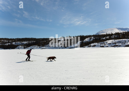 Le skijoring femme skijoering, chiens de traîneau, tirant la fondeuse, dog sport, Huskies d'Alaska, le lac Lindeman Banque D'Images