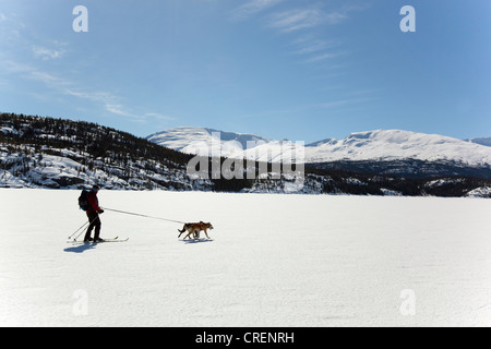 Le skijoring femme skijoering, chiens de traîneau, tirant la fondeuse, dog sport, Huskies d'Alaska, le lac Lindeman Banque D'Images