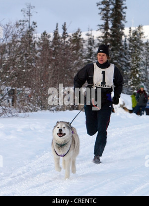 Chien de Traîneau, Husky de Sibérie, l'extraction d'un homme courant, canicross, chiens de sport, course de chiens de traîneau, près de Whitehorse, Territoire du Yukon, Canada Banque D'Images