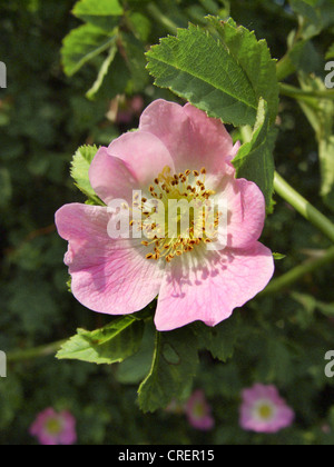 Sweet Briar Rose (Rosa rubiginosa), fleur, Allemagne, Rhénanie du Nord-Westphalie Banque D'Images