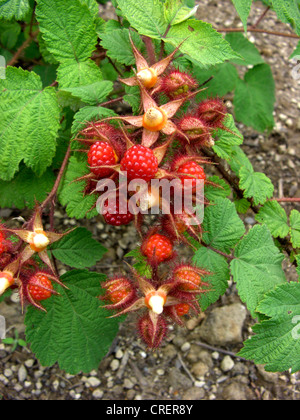 Vin de framboise, wineberry (Rubus phoenicolasius), la fructification Banque D'Images