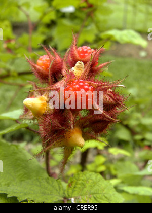 Vin de framboise, wineberry (Rubus phoenicolasius), la fructification Banque D'Images