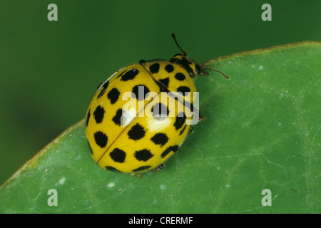 Vingt-deux coccinelles adultes (Psyllobora vigintiduopunctata) Banque D'Images