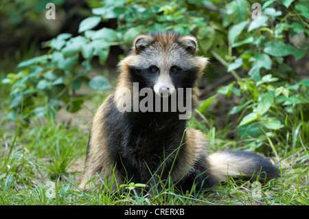 Le chien viverrin (Nyctereutes procyonoides), adulte, Allemagne Banque D'Images