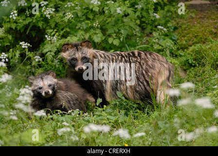 Le chien viverrin (Nyctereutes procyonoides), des profils avec chiot, Allemagne Banque D'Images