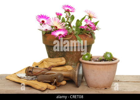 Mesembryanthemum fleurs et plantes en pots poireaux maison avec outils de jardin sur un banc en bois Banque D'Images