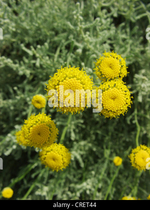 Coton lavande (Santolina chamaecyparissus), blooming Banque D'Images