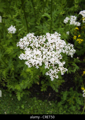 La valériane commune, tout guérir, jardin heliotrope, jardin valériane (Valeriana officinalis), blooming Banque D'Images