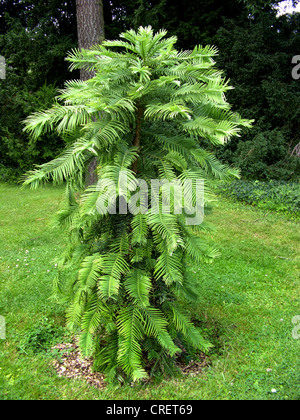 Le pin Wollemi (Wollemia nobilis), jeune arbre unique Banque D'Images