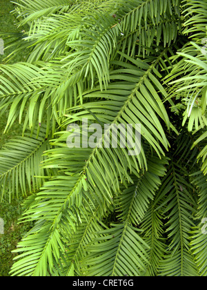 Le pin Wollemi (Wollemia nobilis), aiguilles Banque D'Images