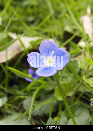 Véronique des champs (Veronica filiformis mince), fleur, Allemagne, Rhénanie du Nord-Westphalie Banque D'Images