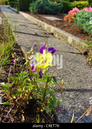 Pansy, cornu horned violette (Viola Cornuta), naturalisé sur un chemin d'un cimetière Banque D'Images