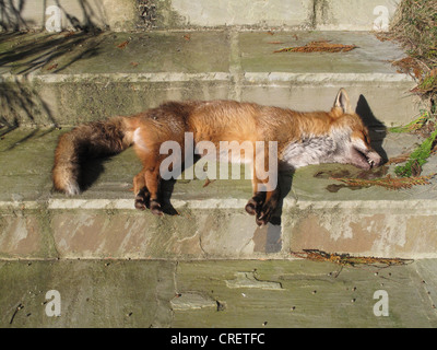 Un chien mort European red fox (Vulpes vulpes) a apparemment pas blessé sur des étapes de jardin Banque D'Images