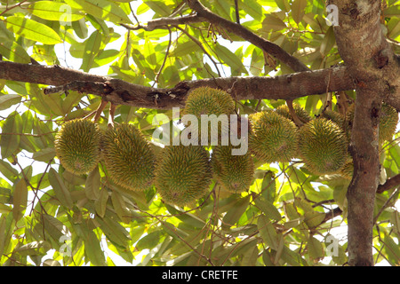 Durian (Durio zibethinus), Durian- oder Zibetbaumes, Thaïlande, Phuket Banque D'Images