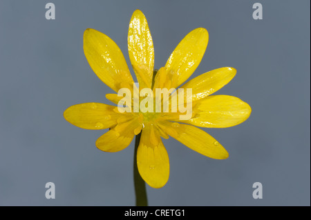 Moins de célandine (Ficaria verna) fleur Banque D'Images