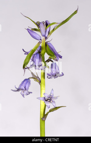 L'un des jacinthes, hybride Hyacinthoides non-scripta x hispanica fleur d'un petit bois Banque D'Images