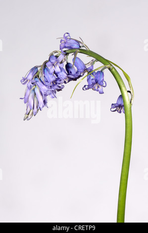 L'un des jacinthes, hybride Hyacinthoides non-scripta x hispanica fleur d'un petit bois Banque D'Images