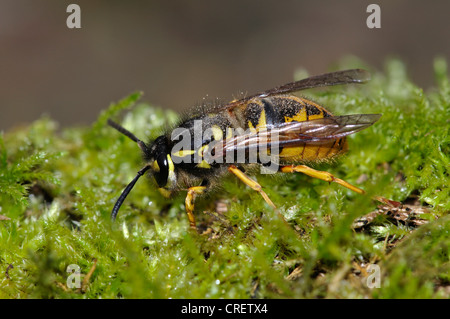 Reine guêpe commune vespula vulgaris des Vespidés et invertébrés insectes sociaux Banque D'Images