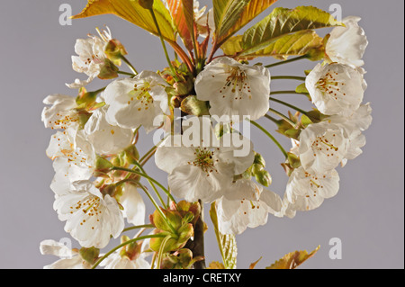 Cherry Blossom surlignée en studio sur un fond blanc. Banque D'Images