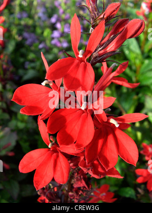 Lobélie (Lobelia x speciosa 'Fan' Scharlach, Lobelia speciosa 'Fan' Scharlach, Lobelia 'Fan Scharlach'), fleurs Banque D'Images