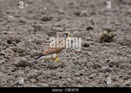 Faucon crécerelle (Falco tinnunculus), debout sur un champ, Pays-Bas, Pays-Bas, Texel Banque D'Images