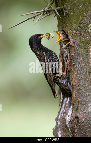 Étourneau sansonnet (Sturnus vulgaris), son fedding' à l'envol, la Hongrie, l'Kiskunzag Banque D'Images