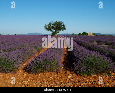 La lavande (Lavandula angustifolia), champ de lavande , Provence, France, Provence, Plateau de Valensole Banque D'Images
