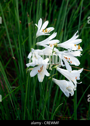 Saint Bruno (Paradisea liliastrum's Lily, Paradisia liliastrum), fleurs, France, Alpes Maritimes, le Parc National du Mercantour Banque D'Images