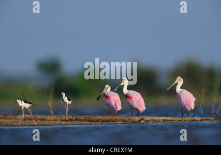 Roseate Spoonbill (Ajaia ajaja), groupe en zone humide avec Échasse d'Amérique (Himantopus mexicanus), Texas, Lake Corpus Christi Banque D'Images