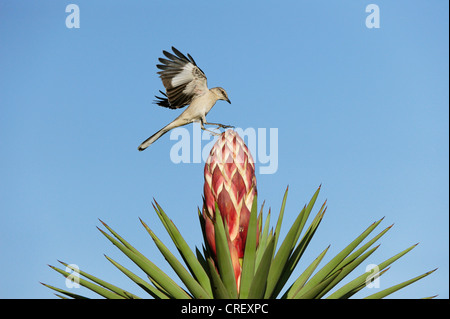 Moqueur polyglotte (Mimus polyglottos), des profils à l'atterrissage sur la floraison du yucca, Trecul poignard espagnol(Yucca treculeana), Texas Banque D'Images