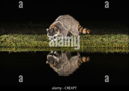 Raton laveur (Procyon lotor), des profils de nuit à l'étang, Dinero, Lake Corpus Christi, Texas, États-Unis Du Sud Banque D'Images