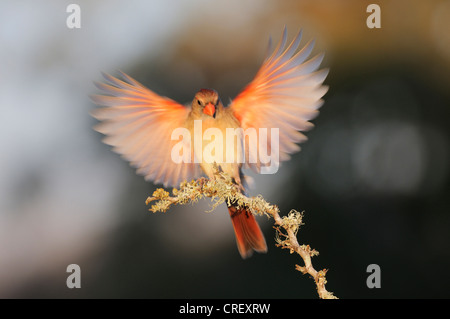 Cardinal rouge (Cardinalis cardinalis), femme landing, Dinero, Lake Corpus Christi, Texas, États-Unis Du Sud Banque D'Images