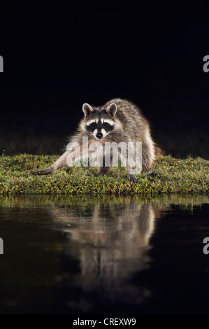 Raton laveur (Procyon lotor), des profils de nuit à l'étang, Dinero, Lake Corpus Christi, Texas, États-Unis Du Sud Banque D'Images